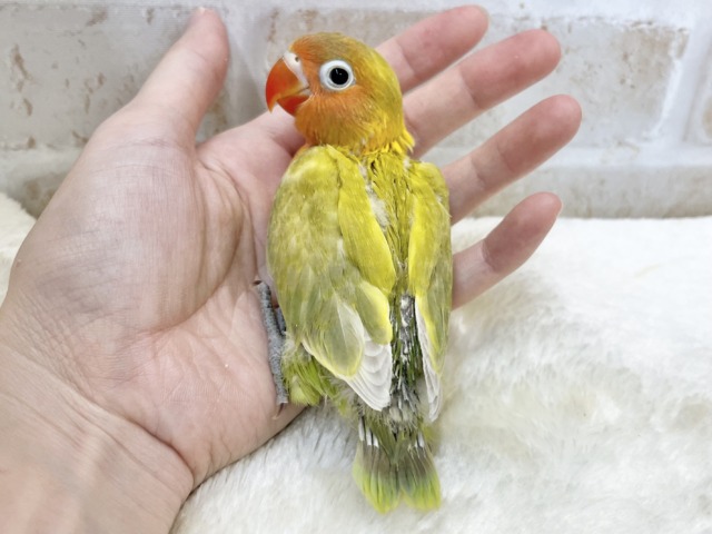 最新画像!畑のおやさいカラー🥕🍅🥬😋 ヤマブキボタンインコ ヤマブキボタンインコ