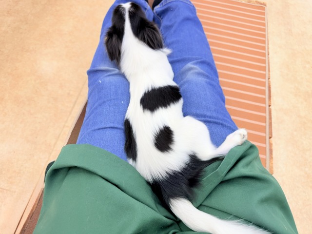 チワワ