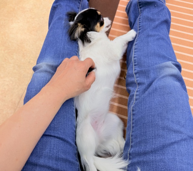チワワ