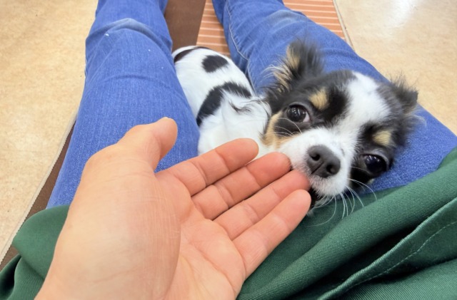 チワワ