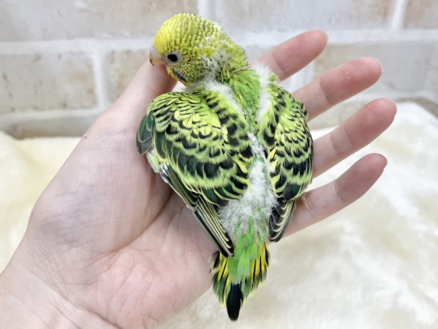 春です🌸わかばちゃん☘️💛 セキセイインコ(オパーリン) セキセイインコ