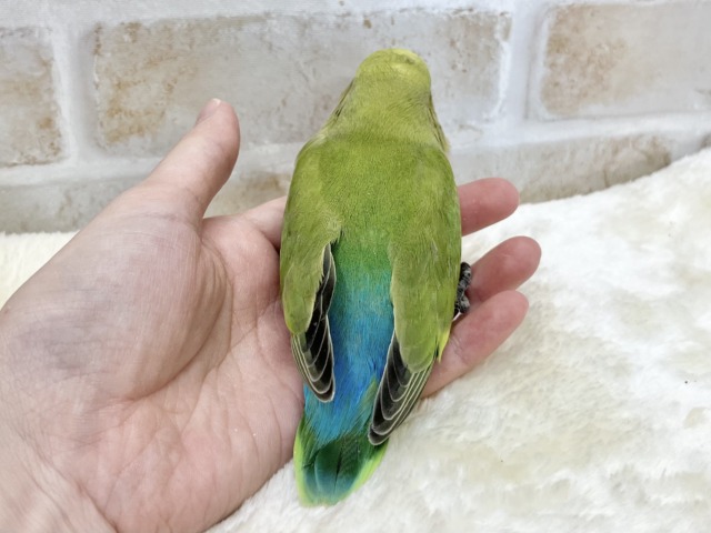 5月12日(火)最新画像🆙‼︎お顔にキラキラオレンジ🍊✨ コザクラインコ(オレンジフェイス) コザクラインコ(小桜インコ)