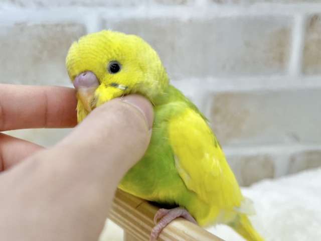 【🆙最新画像あり‼️】甘えん坊に育ちました💓💓 セキセイインコ(パイド) セキセイインコ