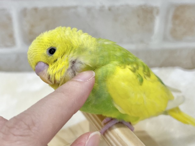【🆙最新画像あり‼️】甘えん坊に育ちました💓💓 セキセイインコ(パイド) セキセイインコ