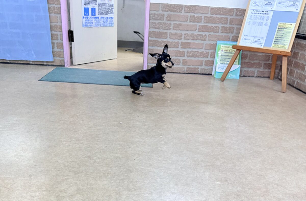 チワックス