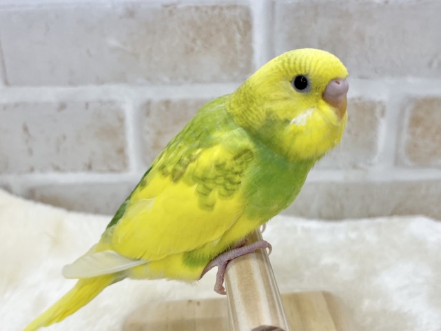 【🆙最新画像あり‼️】甘えん坊に育ちました💓💓 セキセイインコ(パイド) セキセイインコ