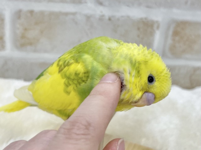 【🆙最新画像あり‼️】甘えん坊に育ちました💓💓 セキセイインコ(パイド) セキセイインコ