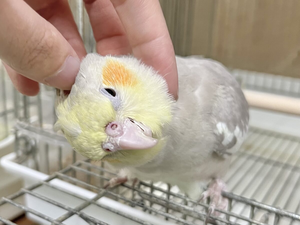 カキカキのトリコ…🫶💕 オカメインコ(シナモン) オカメインコ