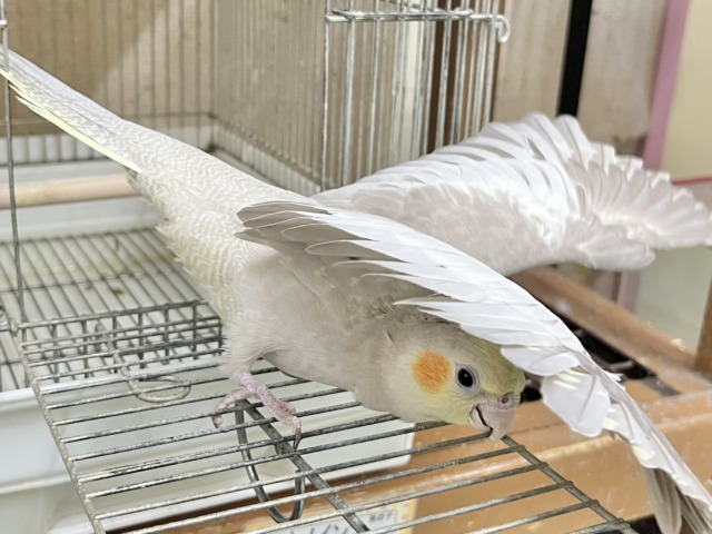 カキカキのトリコ…🫶💕 オカメインコ(シナモン) オカメインコ
