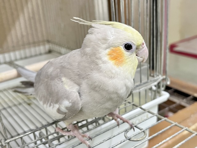 カキカキのトリコ…🫶💕 オカメインコ(シナモン) オカメインコ