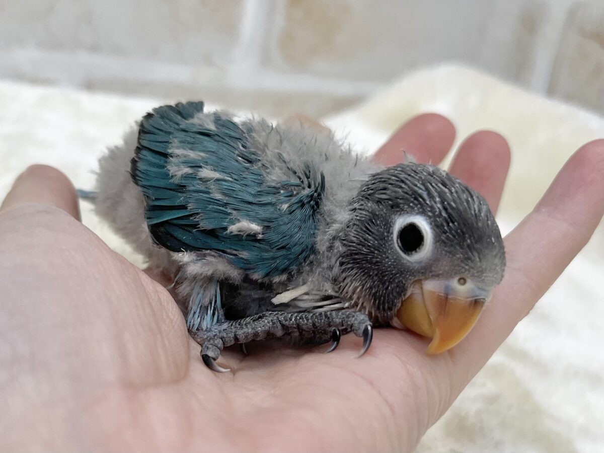 ブルーボタンインコ