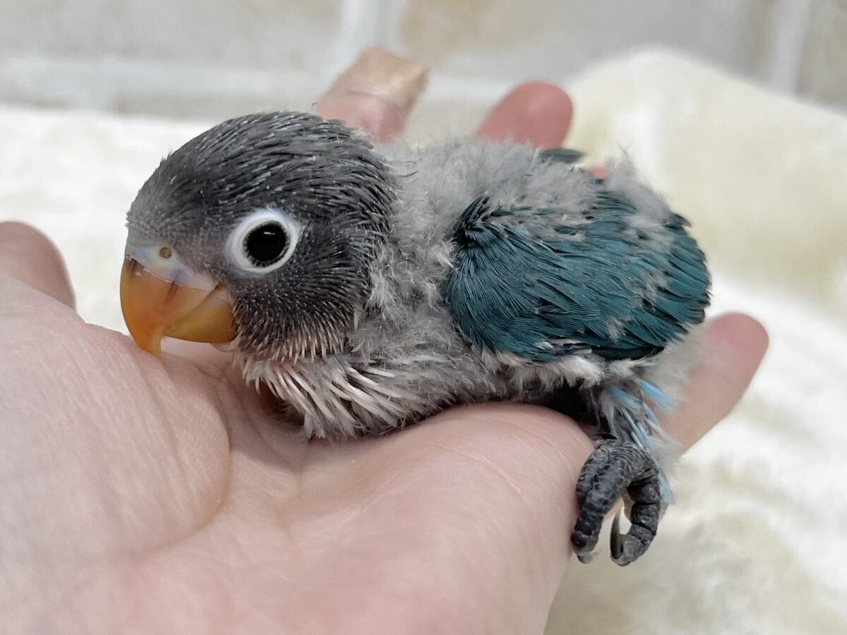 ブルーボタンインコ