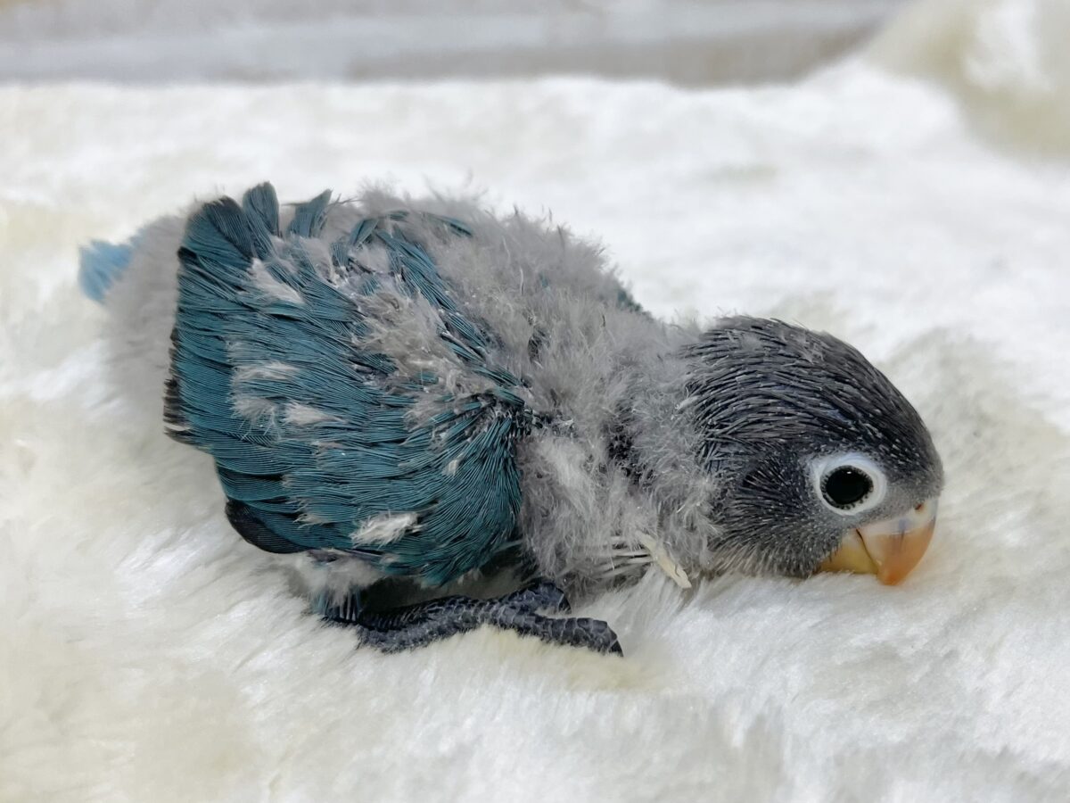 ブルーボタンインコ