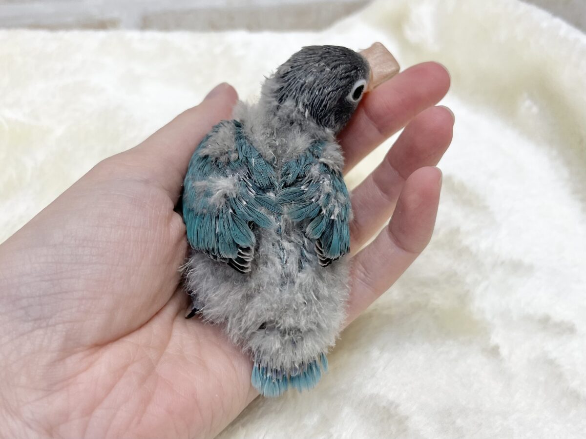 深みブルーがキレイ〜🥰💙 ブルーボタンインコ ブルーボタンインコ