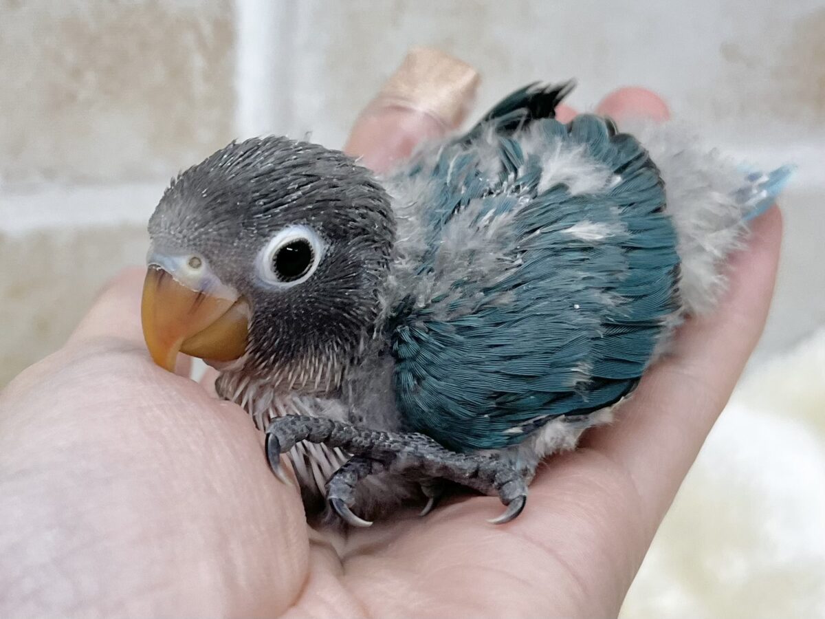 ブルーボタンインコ