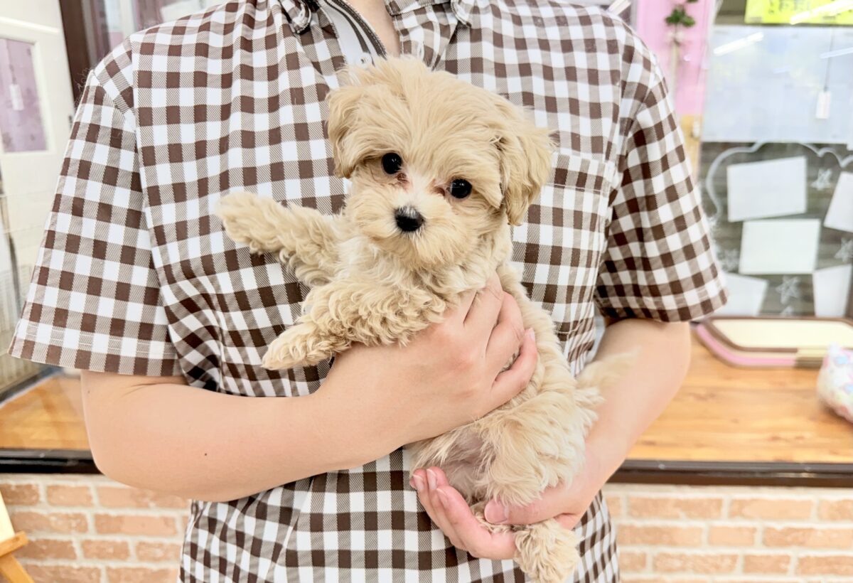 最新画像📸ハーフ犬(マルチーズ×トイプードル)女の子♪サークルデビューしました〜 マルプー