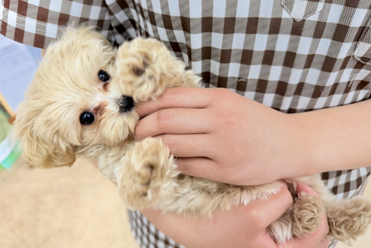 最新画像📸ハーフ犬(マルチーズ×トイプードル)女の子♪サークルデビューしました〜 マルプー
