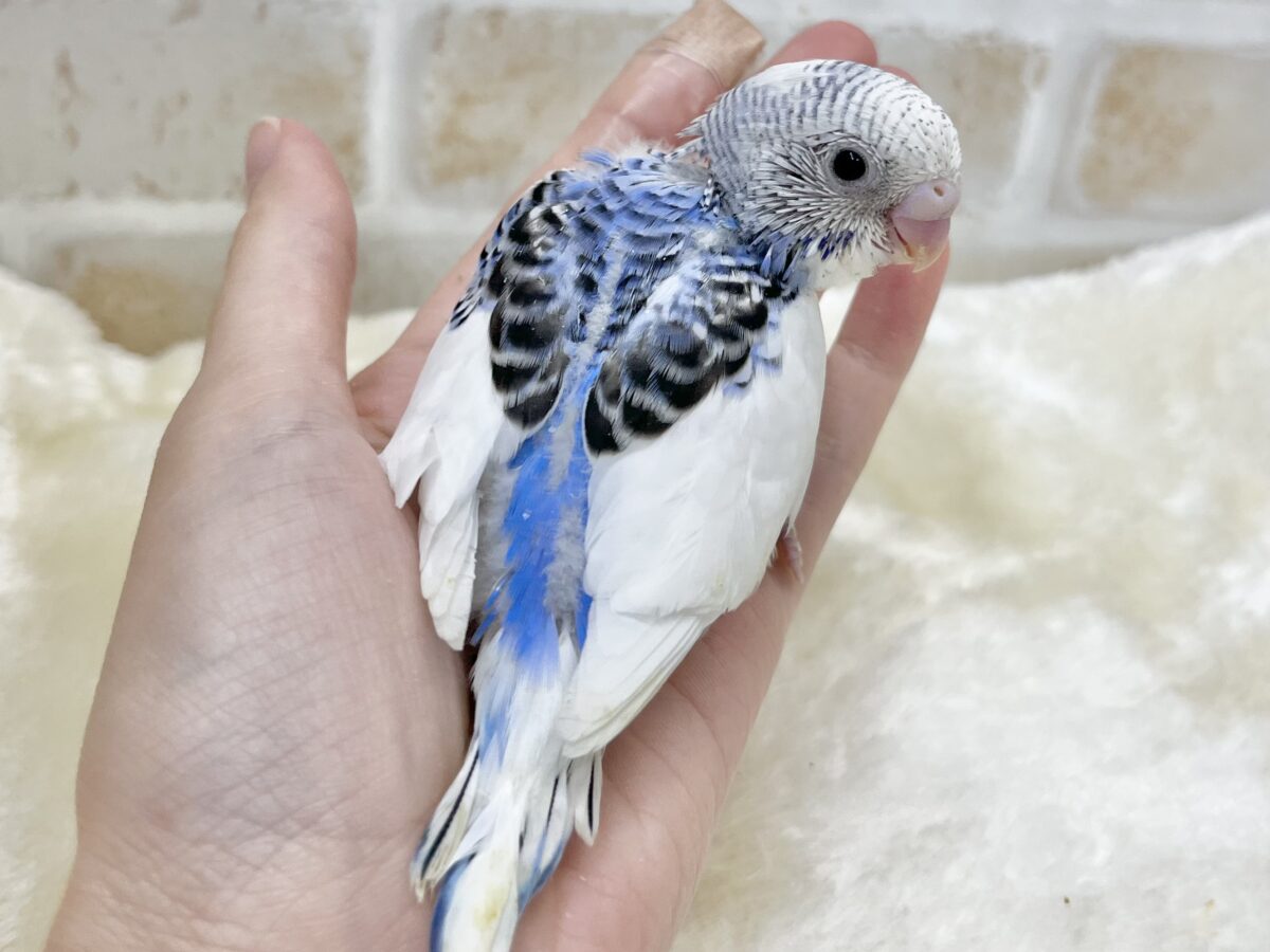 メリハリカラーが魅力的💙🤍🖤 セキセイインコ(パイド) セキセイインコ