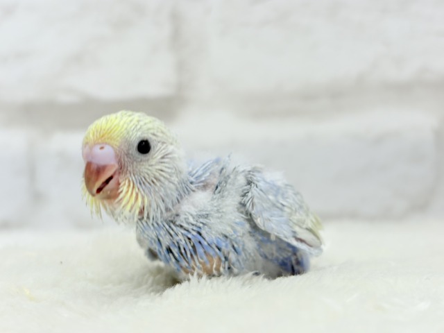 【最新画像更新🪄】幸せ詰まったぷっくりソノウ🐣🌾セキセイインコ(パステルレインボー) ヒナ セキセイインコ