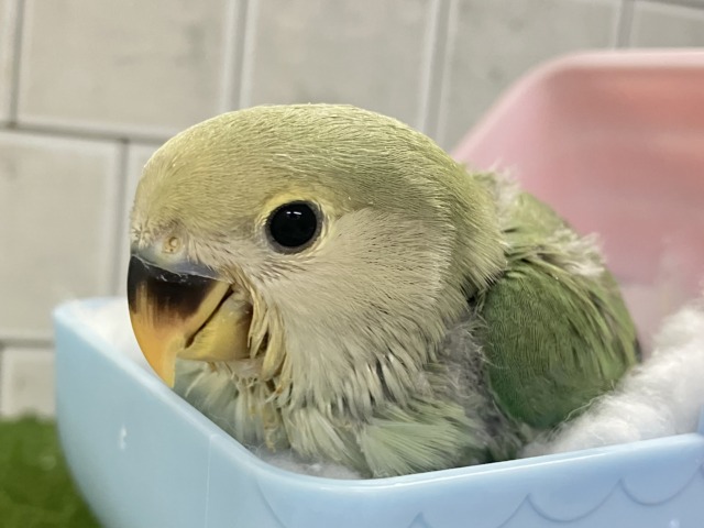 ✨最新画像✨抜け感ハナマル🍥余裕のCLEAR🪞⟡.·*🌿コザクラインコ(シーグリーン/2026年3月生まれ) コザクラインコ(小桜インコ)