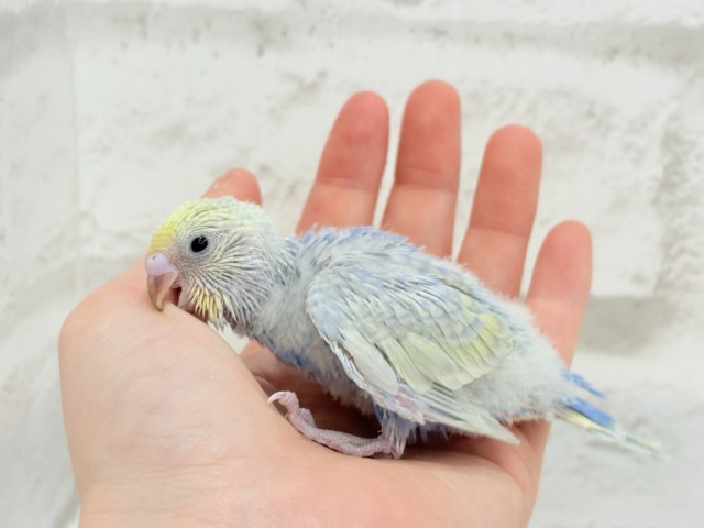【最新画像更新🪄】幸せ詰まったぷっくりソノウ🐣🌾セキセイインコ(パステルレインボー) ヒナ セキセイインコ