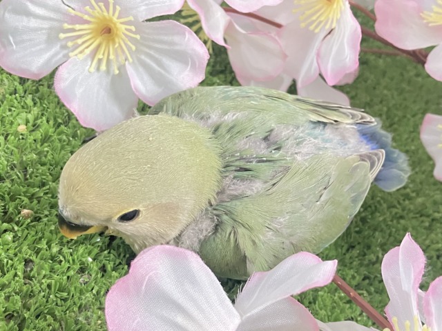 ✨最新画像✨抜け感ハナマル🍥余裕のCLEAR🪞⟡.·*🌿コザクラインコ(シーグリーン/2026年3月生まれ) コザクラインコ(小桜インコ)
