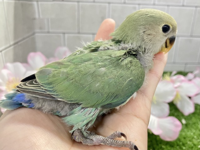 ✨最新画像✨抜け感ハナマル🍥余裕のCLEAR🪞⟡.·*🌿コザクラインコ(シーグリーン/2026年3月生まれ) コザクラインコ(小桜インコ)