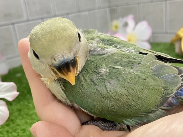 ✨最新画像✨抜け感ハナマル🍥余裕のCLEAR🪞⟡.·*🌿コザクラインコ(シーグリーン/2026年3月生まれ) コザクラインコ(小桜インコ)