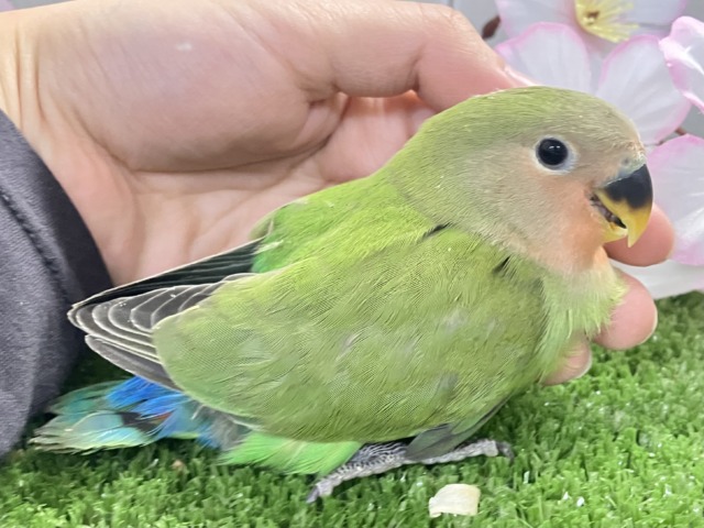 ほっと一息🌿🧸新緑抹茶パラダイス〜❕❕🍵コザクラインコ(ノーマル/2026年3月生まれ) コザクラインコ(小桜インコ)