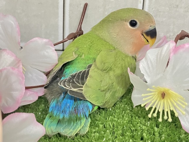 ほっと一息🌿🧸新緑抹茶パラダイス〜❕❕🍵コザクラインコ(ノーマル/2026年3月生まれ) コザクラインコ(小桜インコ)