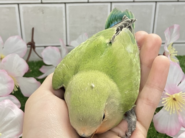 ほっと一息🌿🧸新緑抹茶パラダイス〜❕❕🍵コザクラインコ(ノーマル/2026年3月生まれ) コザクラインコ(小桜インコ)