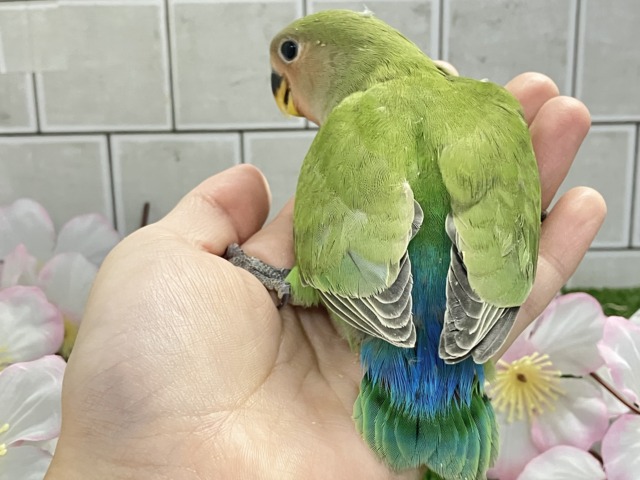 ほっと一息🌿🧸新緑抹茶パラダイス〜❕❕🍵コザクラインコ(ノーマル/2026年3月生まれ) コザクラインコ(小桜インコ)