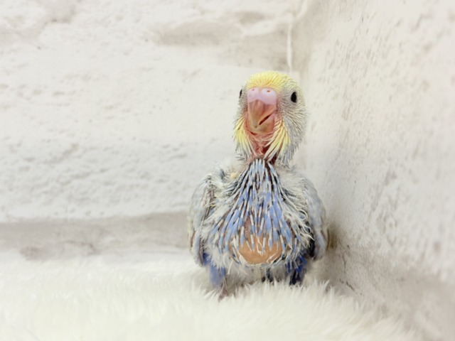 【最新画像更新🪄】幸せ詰まったぷっくりソノウ🐣🌾セキセイインコ(パステルレインボー) ヒナ セキセイインコ