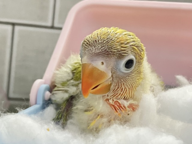 ✨最新画像✨春にパッチリ👀🌱⋆。ふきの╰( ╯˙-˙)╯トゥッ♪🌿 ボタンインコ(ヤマブキ/2026年3月生まれ) ヤマブキボタンインコ