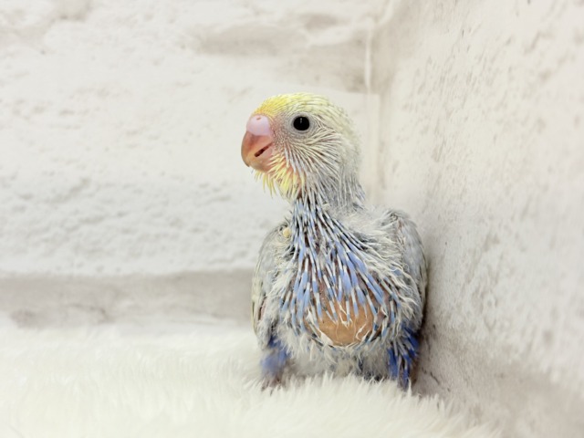 【最新画像更新🪄】幸せ詰まったぷっくりソノウ🐣🌾セキセイインコ(パステルレインボー) ヒナ セキセイインコ