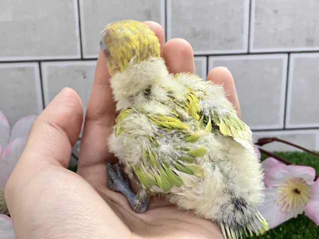 ✨最新画像✨春にパッチリ👀🌱⋆。ふきの╰( ╯˙-˙)╯トゥッ♪🌿 ボタンインコ(ヤマブキ/2026年3月生まれ) ヤマブキボタンインコ