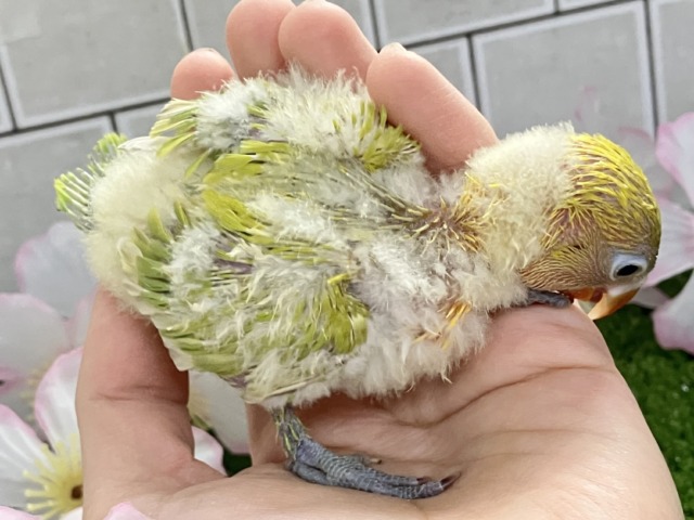 ✨最新画像✨春にパッチリ👀🌱⋆。ふきの╰( ╯˙-˙)╯トゥッ♪🌿 ボタンインコ(ヤマブキ/2026年3月生まれ) ヤマブキボタンインコ