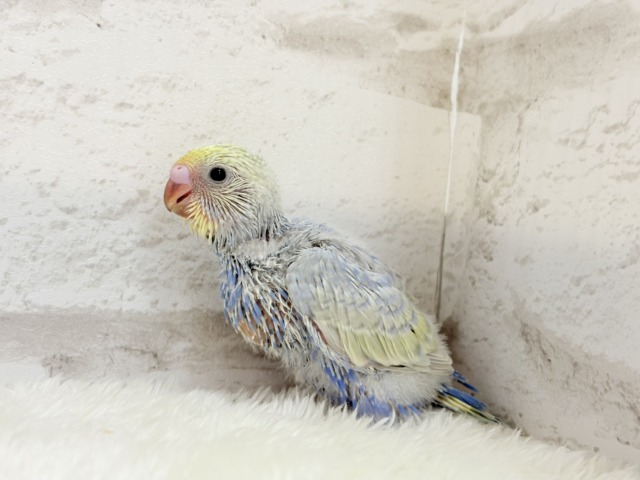 【最新画像更新🪄】幸せ詰まったぷっくりソノウ🐣🌾セキセイインコ(パステルレインボー) ヒナ セキセイインコ