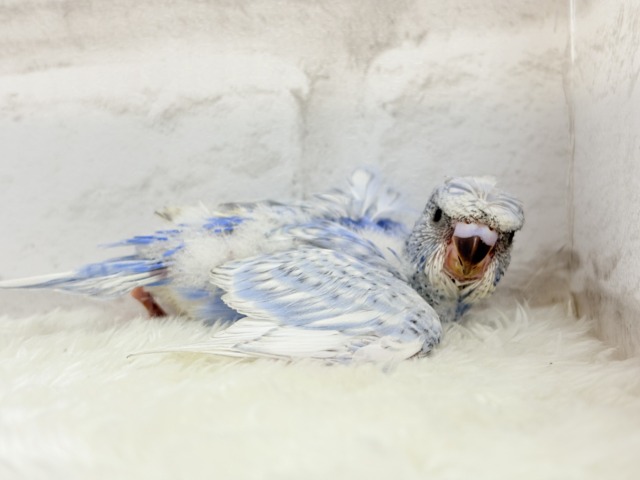 オイラの頭すごいだろ〜〜🐣🌀梵天セキセイインコ(スパングル) ヒナ 梵天セキセイインコ