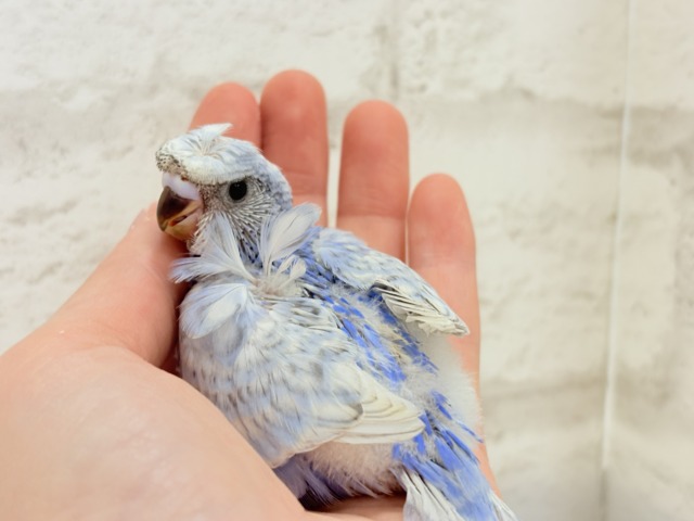 オイラの頭すごいだろ〜〜🐣🌀梵天セキセイインコ(スパングル) ヒナ 梵天セキセイインコ