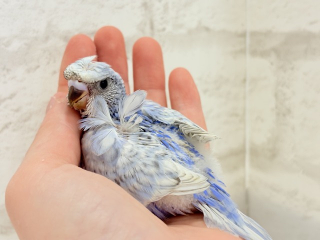 オイラの頭すごいだろ〜〜🐣🌀梵天セキセイインコ(スパングル) ヒナ 梵天セキセイインコ