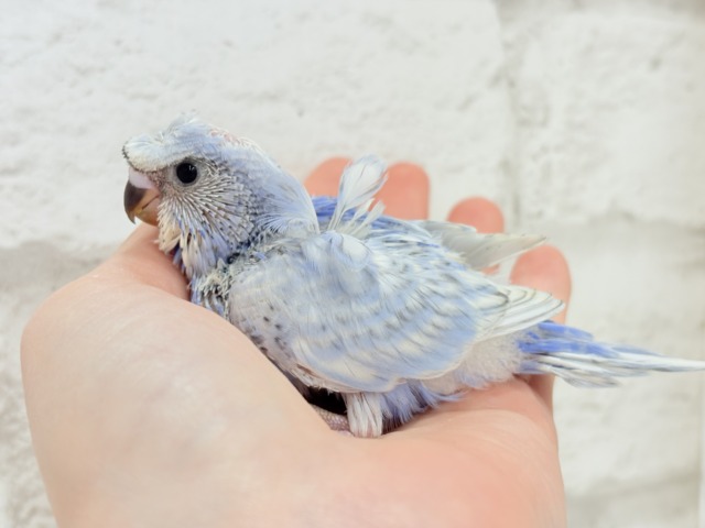 オイラの頭すごいだろ〜〜🐣🌀梵天セキセイインコ(スパングル) ヒナ 梵天セキセイインコ