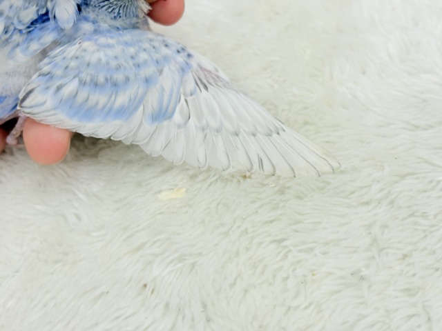 オイラの頭すごいだろ〜〜🐣🌀梵天セキセイインコ(スパングル) ヒナ 梵天セキセイインコ