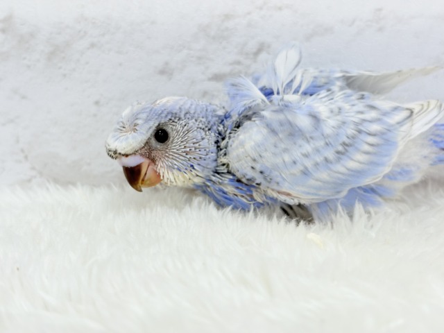 オイラの頭すごいだろ〜〜🐣🌀梵天セキセイインコ(スパングル) ヒナ 梵天セキセイインコ