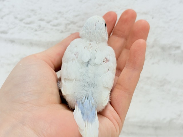 真っ白ホワイトソーダ🐣🫧セキセイインコ ヒナ セキセイインコ