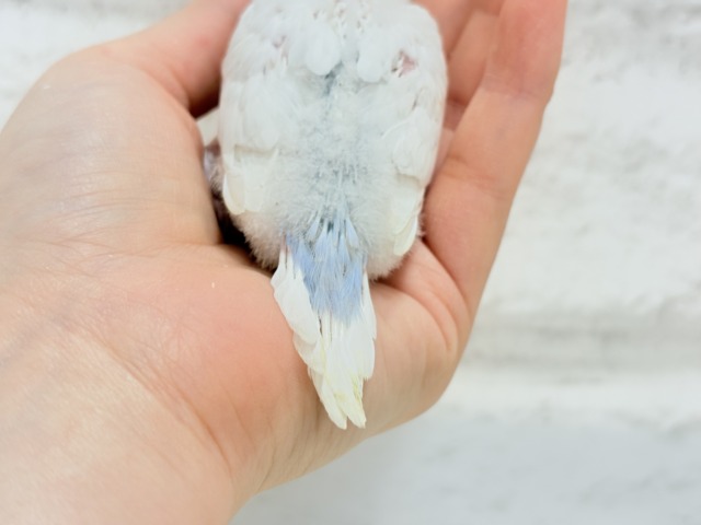 真っ白ホワイトソーダ🐣🫧セキセイインコ ヒナ セキセイインコ