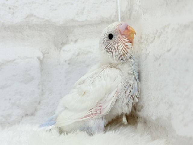 真っ白ホワイトソーダ🐣🫧セキセイインコ ヒナ セキセイインコ