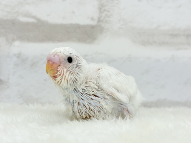 真っ白ホワイトソーダ🐣🫧セキセイインコ ヒナ セキセイインコ