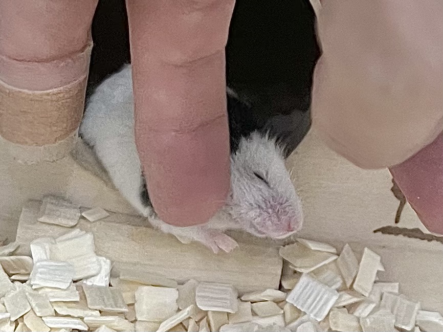 【🆙最新画像あり‼️】パンダマウス 男の子 ころころボディがたまらない! パンダマウス
