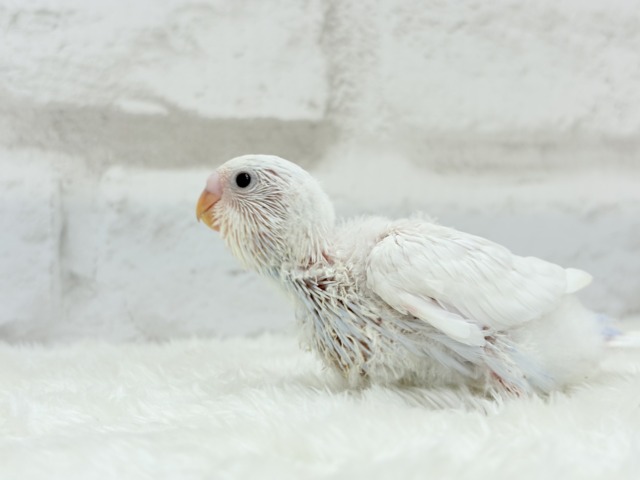 真っ白ホワイトソーダ🐣🫧セキセイインコ ヒナ セキセイインコ